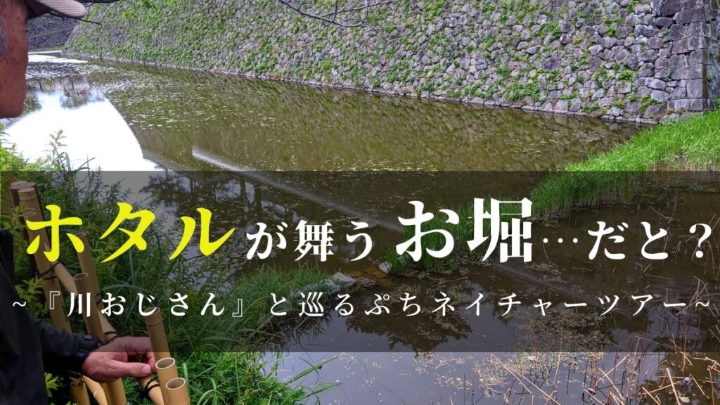【城の堀にホタル？】『川おじさん』と巡る島原市街地は自然の宝庫だった