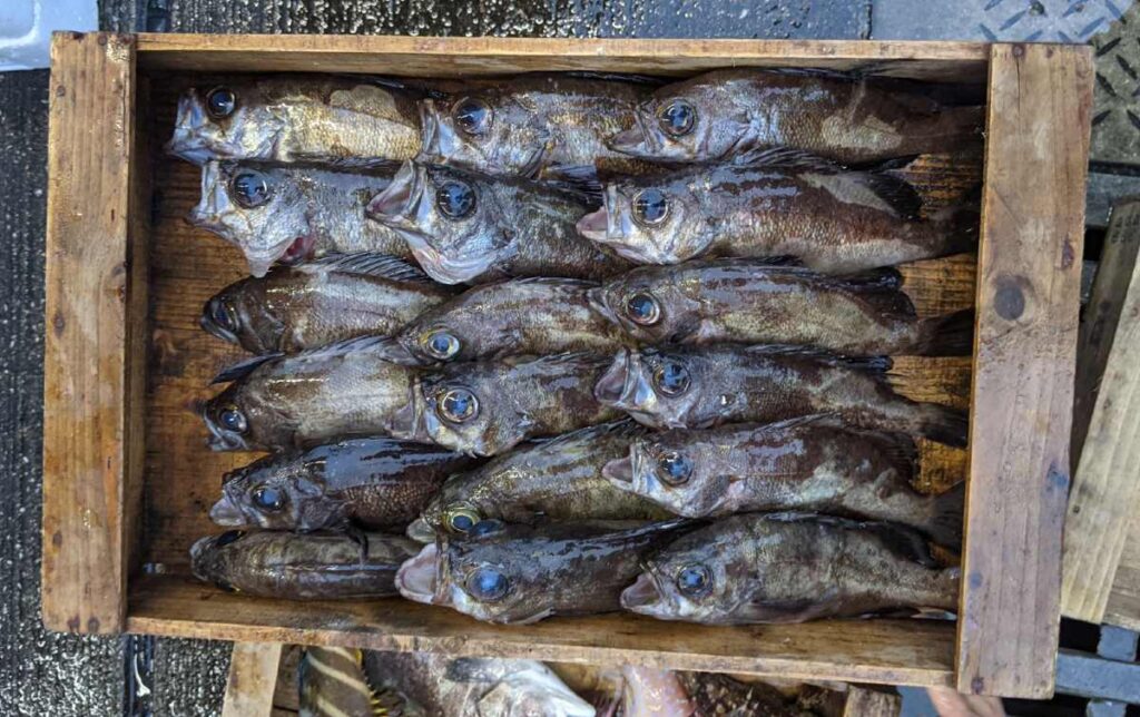 有明海 島原湾にはどんな魚がいるの 早朝の魚市場に潜入してみた結果 どどん 島原jターン移住記