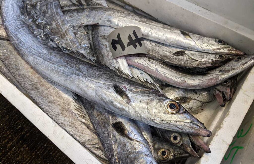 有明海 島原湾にはどんな魚がいるの 早朝の魚市場に潜入してみた結果 どどん 島原jターン移住記