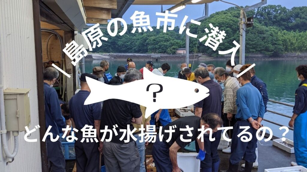 有明海・島原湾にはどんな魚がいるの？　早朝の魚市場に潜入してみた結果