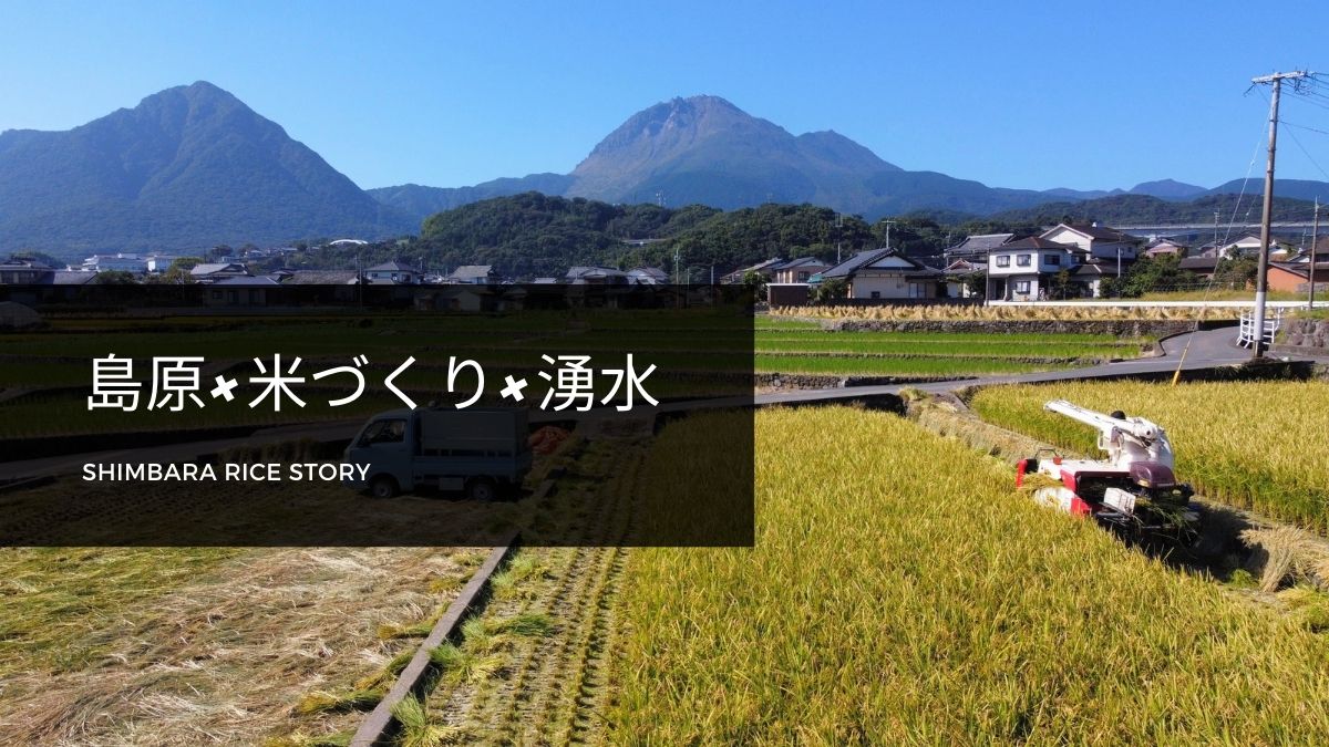 島原の米作りにストーリーあり　『湧水』で育つ希少なお米って？