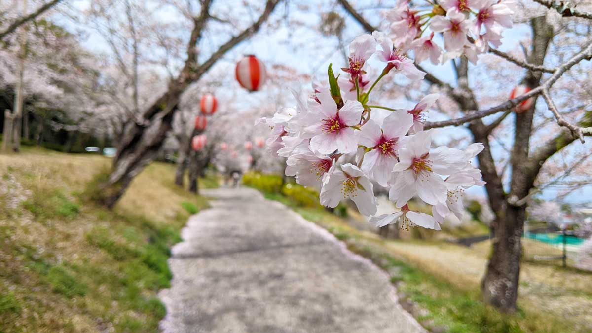 【島原市内】桜の名所めぐり お花見にオススメの場所7選