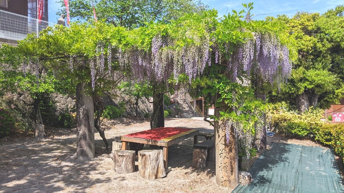 【この藤棚、何か変だ】島原市・正地稲荷神社にある藤の花のウラ話
