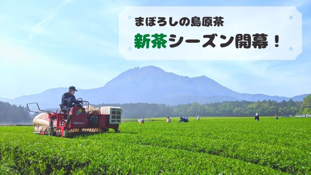 「まぼろしのお茶」の新茶づくりに密着 できたてが味わえるのは今だけ！