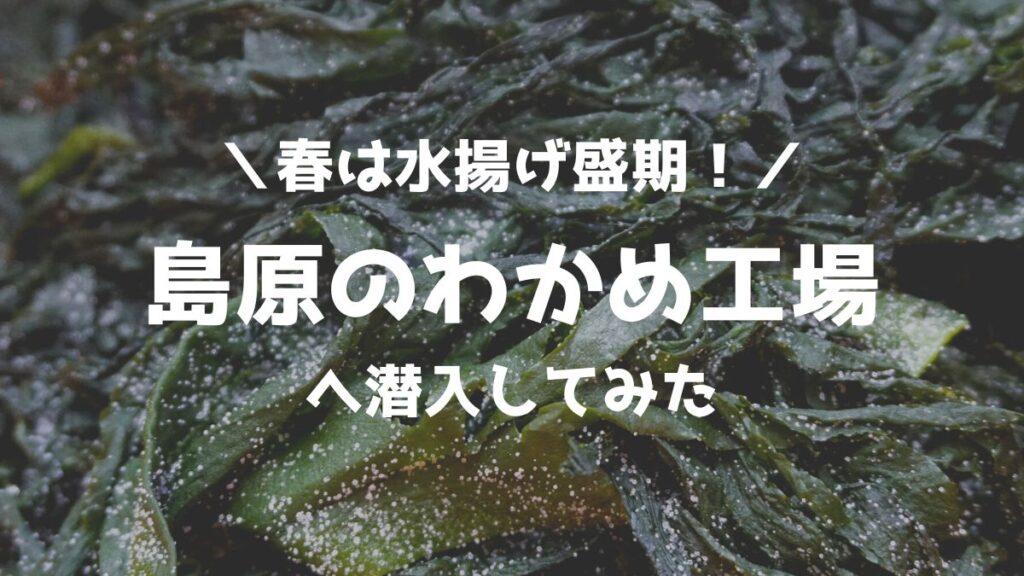 島原の「塩蔵わかめ」工場に潜入！　有明海がわかめ養殖に適したワケとは