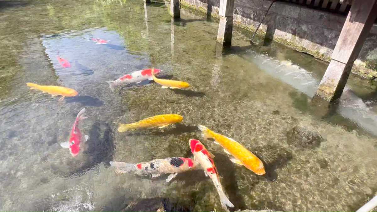 Shimabara is the “City of Water” – Tour the springs on a rental bicycle